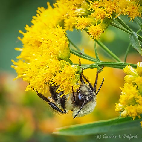 Bee Sleeping Under Goldenrod DSCN01200