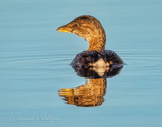 Dripping Grebe DSCN01327