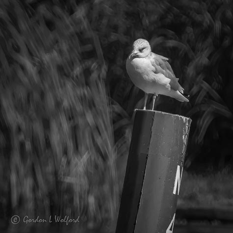 Gull On A Channel Marker DSCN01593
