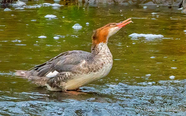 Merganser Swallowing A Drink DSCN02602