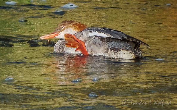 Merganser Scratching An Itch DSCN02668
