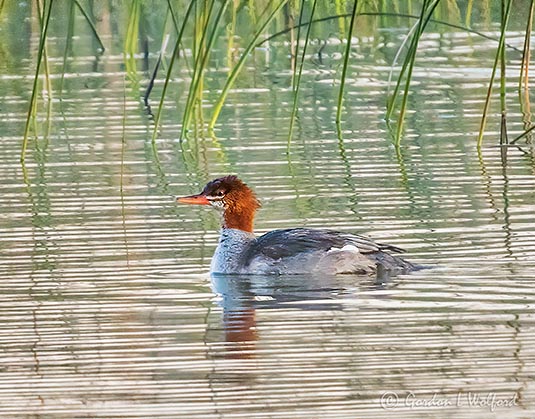 Merganser On Otter Lake DSCN02943
