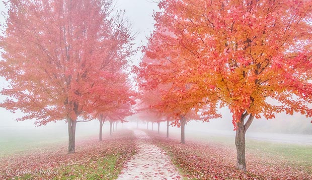 Autumn Trees In Fog P1470799-05
