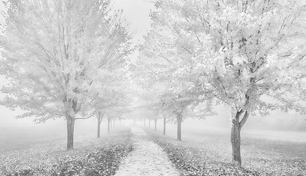 Autumn Trees In Fog P1470799-05BW