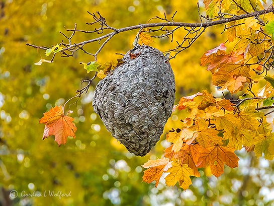 Wasp Nest DSCN04007
