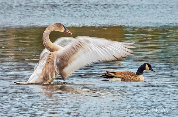 Juvenile Trumpeter Swan Spreading Its Wings DSCN04564