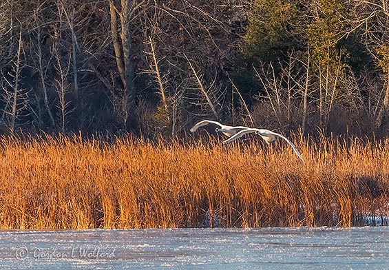 Two Swans Approaching DSCN04738