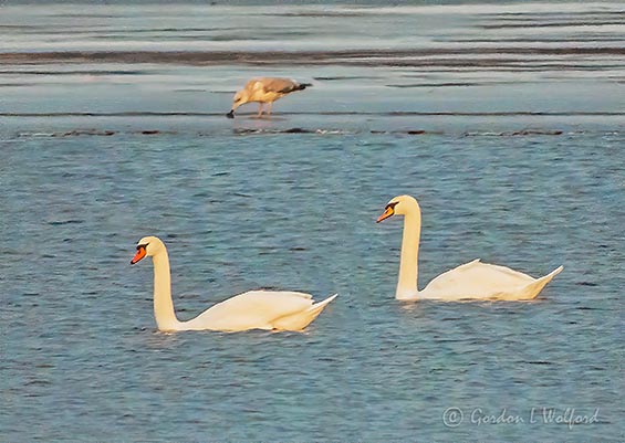 Two Mute Swans A-swimming DSCN05410
