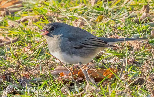 Dark-eyed Junco (Slate-colored) DSCN05578