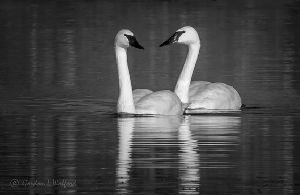 Two Swans A-swimming DSCN05355BW