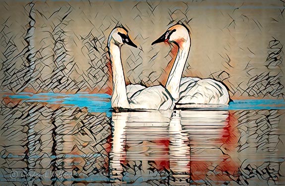 Two Swans A-swimming (Burnt Edges) DSCN05355