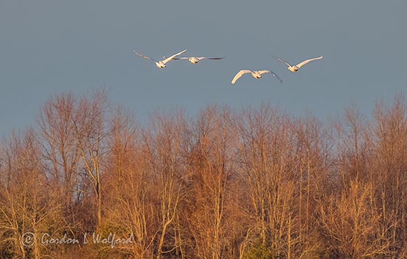 Four Swans In Flight DSCN06042.4