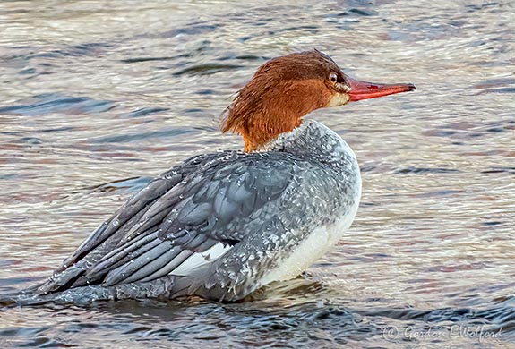 Female Common Merganser DSCN06136