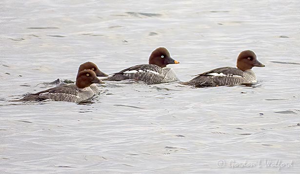 Common Goldeneye Family DSCN07113
