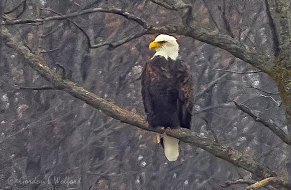 Bald Eagle In A Distant Tree DSCN07245