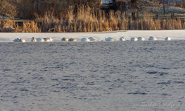 Sixteen Swans A-sleeping DSCN07333