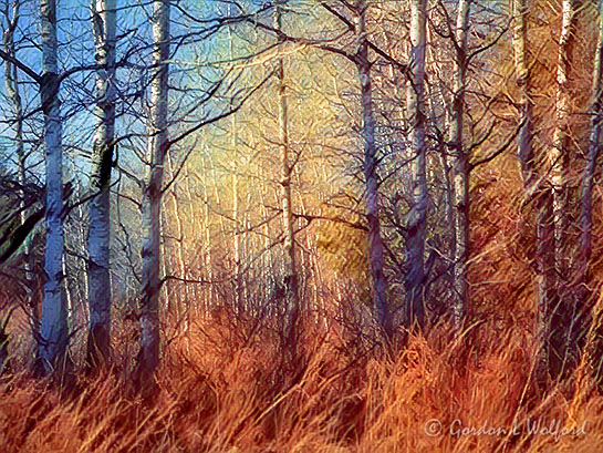 Birches DSCN07342 Art