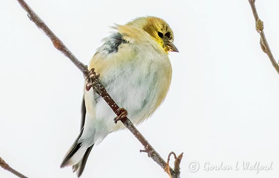 American Goldfinch DSCN07603