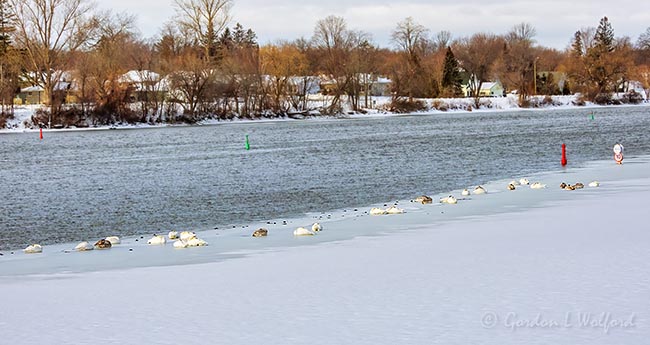 29 Trumpeter Swans A-sleeping On Ice DSCN08400