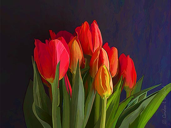 Tulip Bunch DSCN08766 Art