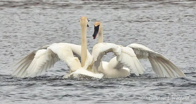 Trumpeter Swans Face-off DSCN08808