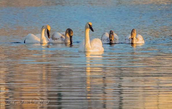 Trumpeter Swan & Entourage DSCN08790
