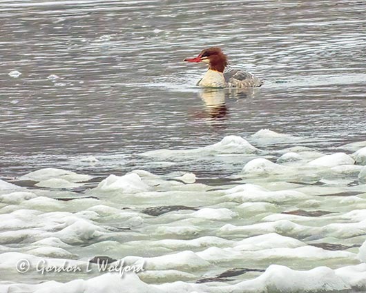 Common Merganser Nearing Ice DSCN09336