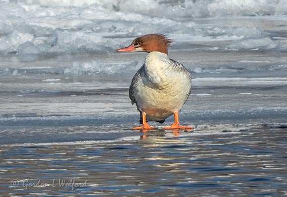Common Merganser On Ice DSCN09609