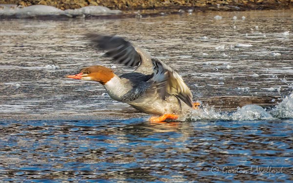 Common Merganser Taking Flight DSCN09684