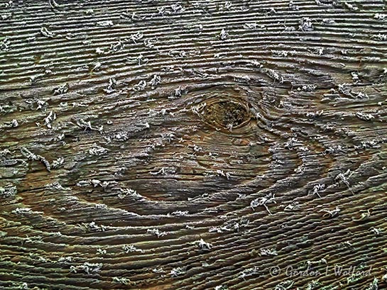 Frosty Wood Grain P1020231
