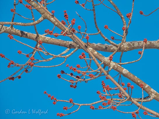 First Buds DSCN10098