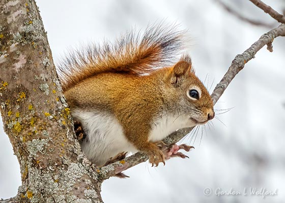 Red Squirrel In A Tree DSCN10181