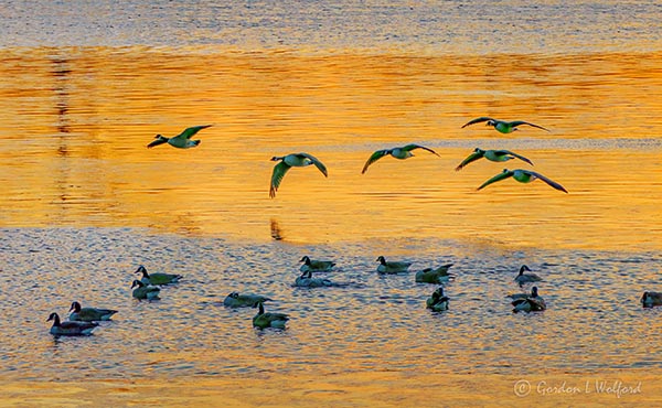 Six Incoming Geese At Sunrise P1520488