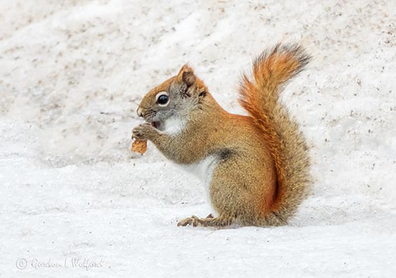 Red Squirrel Dining Out DSCN10202