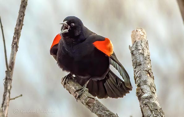 Red-winged Blackbird Singing DSCN10831