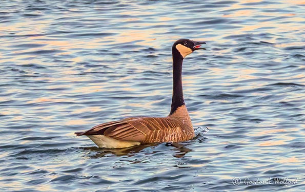 Mouthy Goose DSCN10876