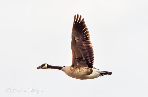 Goose In Flight DSCN10583