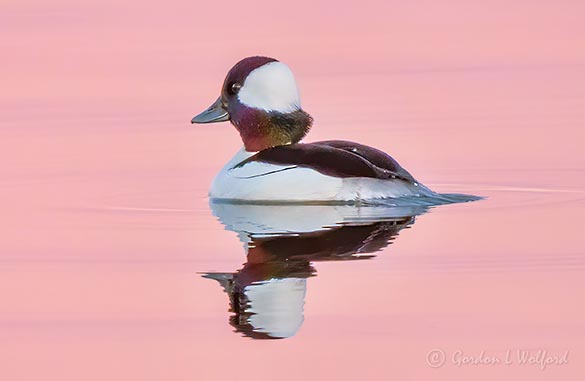 Male Bufflehead At Sunrise DSCN11084