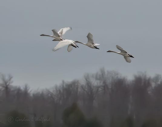 Four Trumpeter Swans In Flight DSCN11178