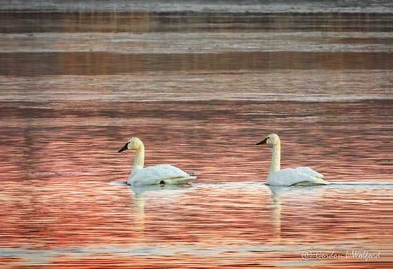 Two Trumpeter Swans At Sunrise DSCN11301
