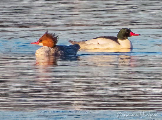 Common Merganser Couple DSCN11343