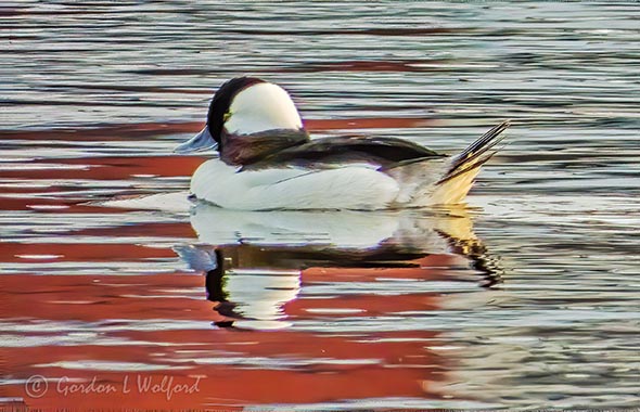 Male Bufflehead Duck DSCN11443