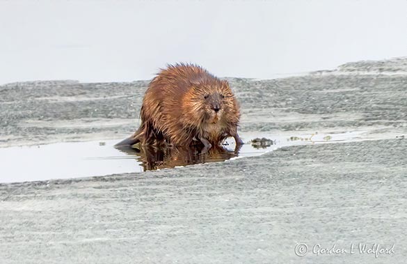 Muskrat On Ice DSCN11580-2