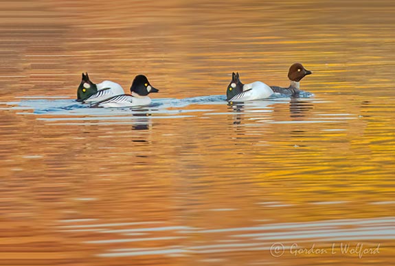 Four Goldeneye Ducks At Sunrise DSCN11767