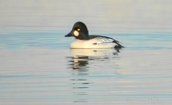 Male Common Goldeneye DSCN11800