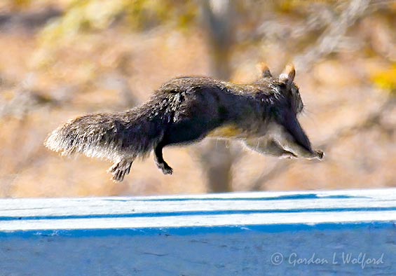 Supersquirrel-Faster Than A Speeding Bullet P1020498