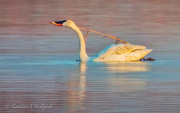 Swan Dining On A Lone Cattail DSCN13498