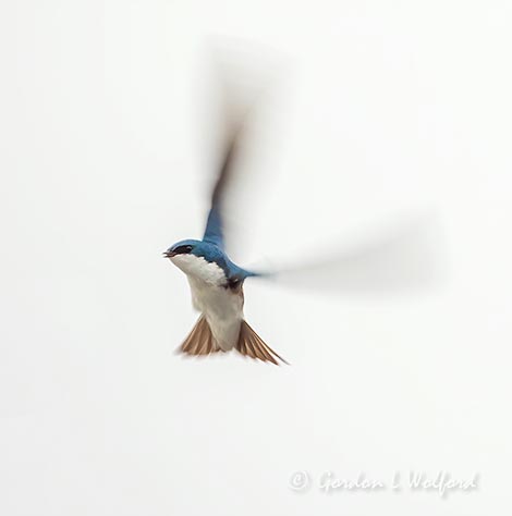 Tree Swallow In Flight DSCN14405
