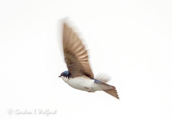 Tree Swallow In Flight DSCN14402
