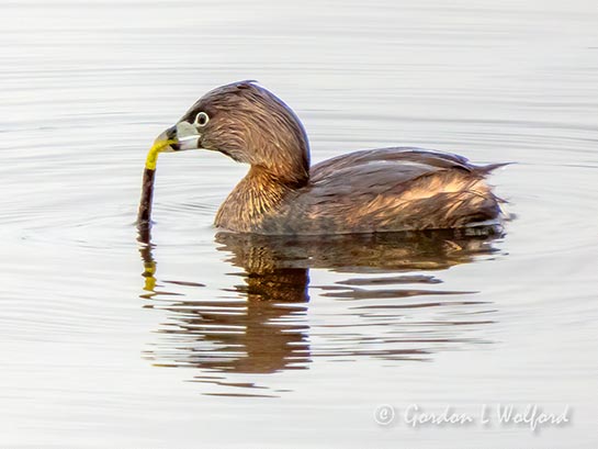 Pied-billed Grebe With Catch DSCN14474